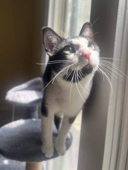 Bowie (Bonded to Billie) -  Domestic Short Hair Cat Available for Adoption in Richmond, Kentucky - Bowie (Bonded To Billie) | PetCurious