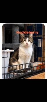 Huckleberry -  Domestic Short Hair Cat for Adoption in Springdale, Pennsylvania - Huckleberry | PetCurious