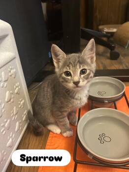 Domestic Short Hair Cats Available for Adoption - Sparrow (West B) | PetCurious