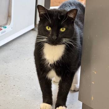 Rescue Domestic Short Hair Cats for Adoption in Austin, Texas - Flint JG | PetCurious