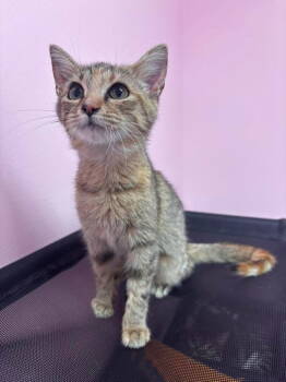 Rescue Domestic Short Hair Cats for Adoption in Champaign, Illinois - Thumbelina | PetCurious