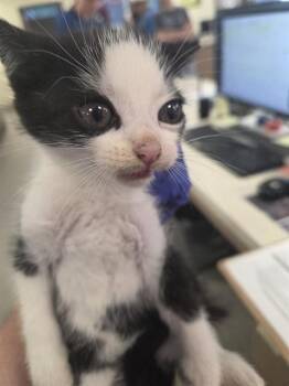 USO -  Domestic Short Hair Cat for Adoption in Louisville, Kentucky - USO | PetCurious