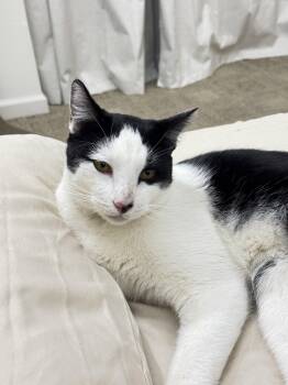 Chess -  Domestic Short Hair Cat for Adoption in San Jose, California - Chess | PetCurious