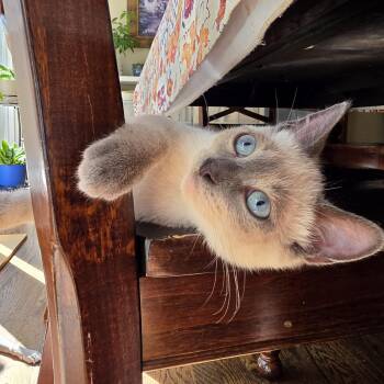 Frodo -  Siamese Cat for Adoption in Lee