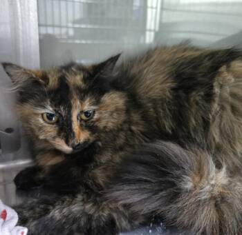 Pumkin -  Domestic Short Hair and Domestic Long Hair Cat Available for Adoption in Dickson, Tennessee - Pumkin | PetCurious