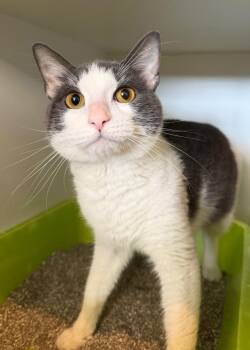 Max -  Domestic Short Hair Cat for Adoption in Hyde Park, New York - Max | PetCurious