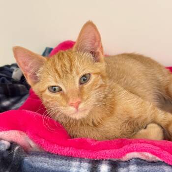 Domestic Short Hair Cats Available for Adoption - Marshall 2 | PetCurious