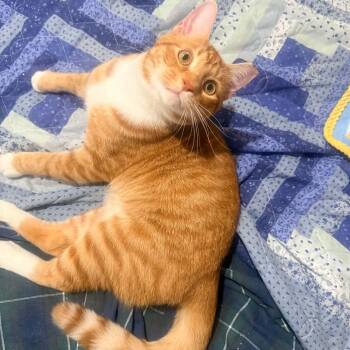 Chatterbox -  Domestic Short Hair Cat for Adoption in Royal Oak, Michigan - Chatterbox | PetCurious