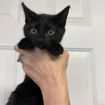 Cosmic Stardust -  Domestic Short Hair Cat for Adoption in Columbia, South Carolina - Cosmic Stardust | PetCurious
