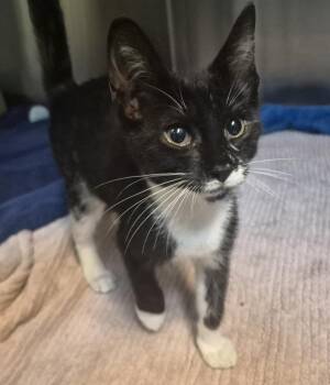 Treat Inspector -  Domestic Short Hair Cat for Adoption - Treat Inspector | PetCurious