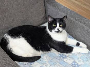 Marcelle -  Domestic Short Hair Cat for Adoption in Montreal, Quebec - Marcelle | PetCurious