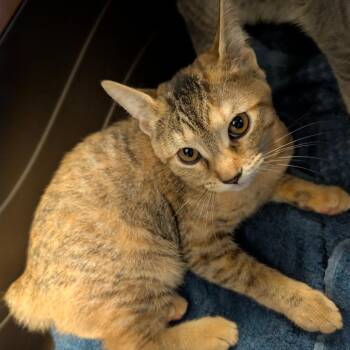 Sprigtito BONDED with Shinx -  Domestic Short Hair and Manx Cat for Adoption in Wilmington, Delaware - Sprigtito BONDED With Shinx | PetCurious
