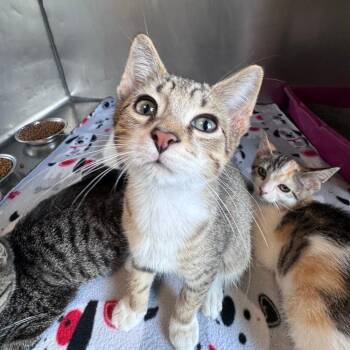 Sailor -  Domestic Short Hair Cat for Adoption in South Haven, Michigan - Sailor | PetCurious