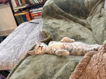 Keeley -  Domestic Short Hair Cat for Adoption in Richmond, Virginia - Keeley | PetCurious