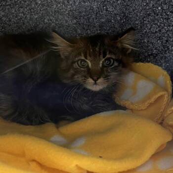 Rome -  Domestic Short Hair Cat for Adoption in Salt Lake City, Utah - Rome | PetCurious