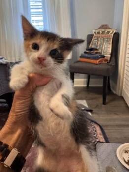 Kimchi -  Domestic Short Hair Cat Available for Adoption in New Orleans, Louisiana - Kimchi | PetCurious