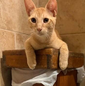 Simba -  Domestic Short Hair Cat for Adoption in Pompano Beach, Florida - Simba | PetCurious