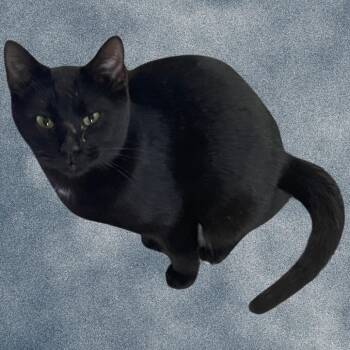 Domestic Short Hair Cats Available for Adoption in Donalsonville, Georgia - Tipper | PetCurious