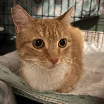 Lola -  Domestic Short Hair Cat for Adoption in Johnstown, Pennsylvania - Lola | PetCurious