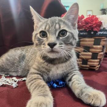 Skip -  Domestic Short Hair Cat for Adoption in Woodbury, New Jersey - Skip | PetCurious
