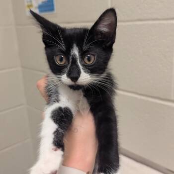 Mac -  Domestic Short Hair Cat for Adoption in Bristol, Indiana - Mac | PetCurious