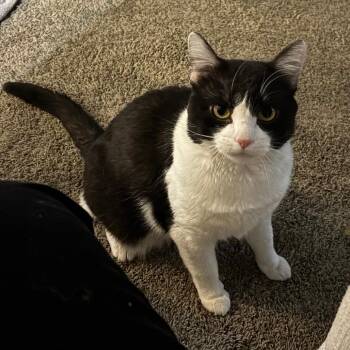 Domestic Short Hair Cats Available for Adoption - Bill | PetCurious