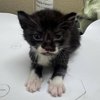 Cedar -  Domestic Short Hair Cat Available for Adoption in Winston-salem, North Carolina - Cedar | PetCurious