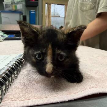 Regina -  Domestic Short Hair Cat for Adoption in Starkville, Mississippi - Regina | PetCurious