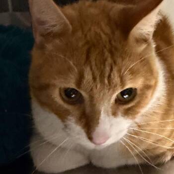Oliver -  Maine Coon Cat for Adoption in Mount Vernon, Arkansas - Oliver | PetCurious