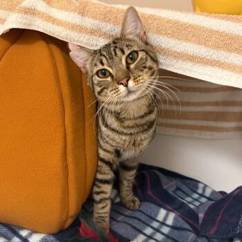 Guppy -  Domestic Short Hair Cat for Adoption in Philadelphia, Pennsylvania - Guppy | PetCurious