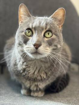 Domestic Short Hair Cats Available for Adoption in San Antonio, Texas - Molly | PetCurious