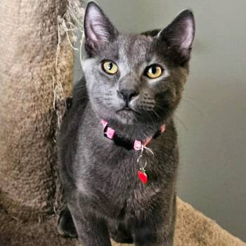Fred - Playing & Loving -  Domestic Short Hair Cat for Adoption in Hamilton, Ontario - Fred - Playing & Loving | PetCurious