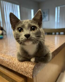 Bunny -  Domestic Short Hair Cat for Adoption in Davis, California - Bunny | PetCurious