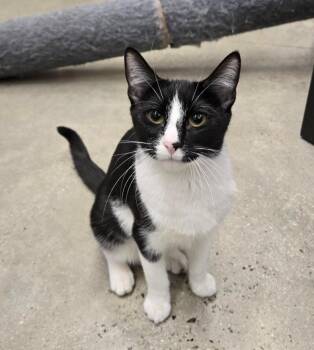 Domestic Short Hair Cats Available for Adoption in New Rochelle, New York - McAllister | PetCurious