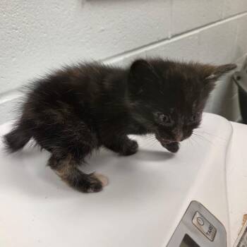 Cirro -  Domestic Short Hair Cat for Adoption in Chattanooga, Tennessee - Cirro | PetCurious