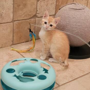 Danni -  Domestic Short Hair Cat for Adoption in Hernando, Mississippi - Danni | PetCurious
