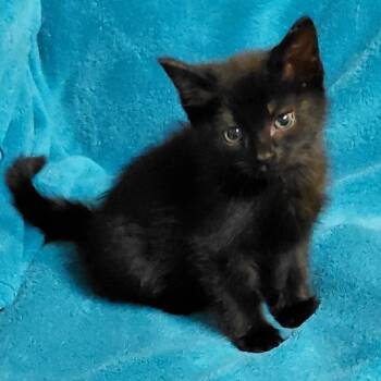 Mimi -  Domestic Short Hair Cat for Adoption in Mocksville, North Carolina - Mimi | PetCurious
