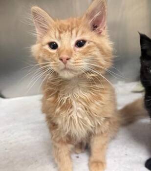 Domestic Medium Hair Cats Available for Adoption in Ogdensburg, New York - Simba | PetCurious