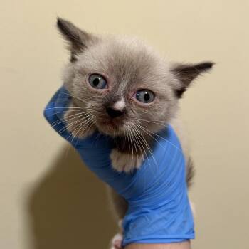 Mountain -  Domestic Short Hair Cat for Adoption in Chesapeake, Virginia - Mountain | PetCurious
