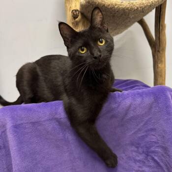 Gotham -  Domestic Short Hair Cat for Adoption in Hanover Park, Illinois - Gotham | PetCurious