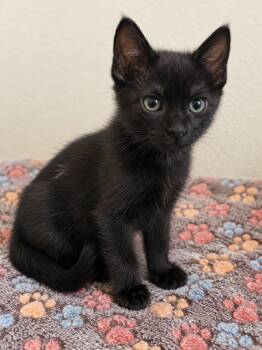 Bandit -  Domestic Short Hair Cat for Adoption in Plano, Texas - Bandit | PetCurious