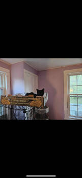 Rescue Domestic Short Hair Cats for Adoption in Greenwich Township, New Jersey - Tomasa | PetCurious