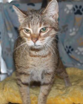 Domestic Short Hair and Tabby Cats Available for Adoption - Mia - 43410 | PetCurious