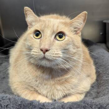 Thunk -  Domestic Short Hair Cat for Adoption in Aberdeen, Washington - Thunk | PetCurious