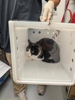 Luna -  Domestic Short Hair Cat for Adoption in Montreal, Quebec - Luna | PetCurious