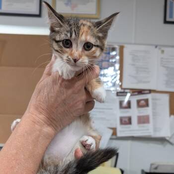 Domestic Short Hair Cats Available for Adoption in Buchanan Dam, Texas - Veda | PetCurious