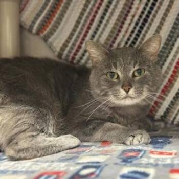 Sticky Paws -  Domestic Short Hair Cat for Adoption in Chicago, Illinois - Sticky Paws | PetCurious
