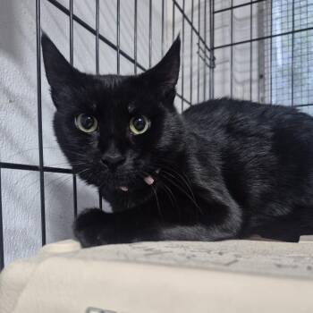 Winnie -  Domestic Short Hair Cat for Adoption in Newark, New Jersey - Winnie | PetCurious
