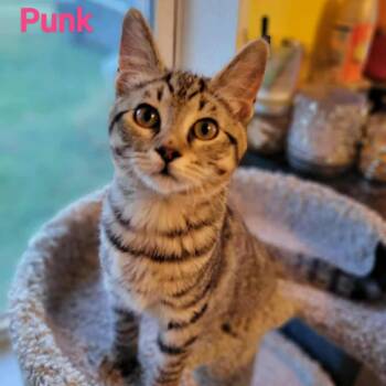Rescue Domestic Short Hair Cats for Adoption in Fort Worth, Texas - Punk | PetCurious