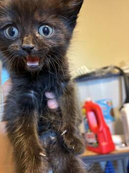 Lex -  Domestic Medium Hair Cat for Adoption in Greensboro, North Carolina - Lex | PetCurious